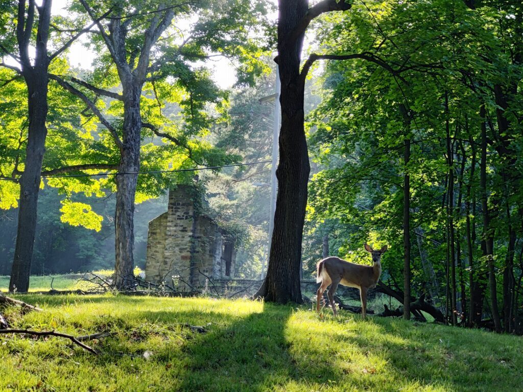 A deer stands alert in a sunny forest clearing, with trees and the ruins of a stone cabin in the background.