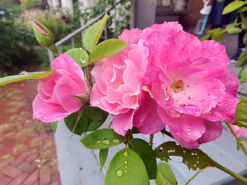 A bunch of pink roses in various stages of bloom, ornamented by drops of rain.