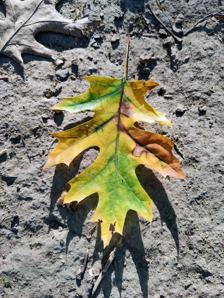 A fallen oak leaf with yellow, green, brown, and red coloration, sitting on the gray compacted soil of a hiking trail.