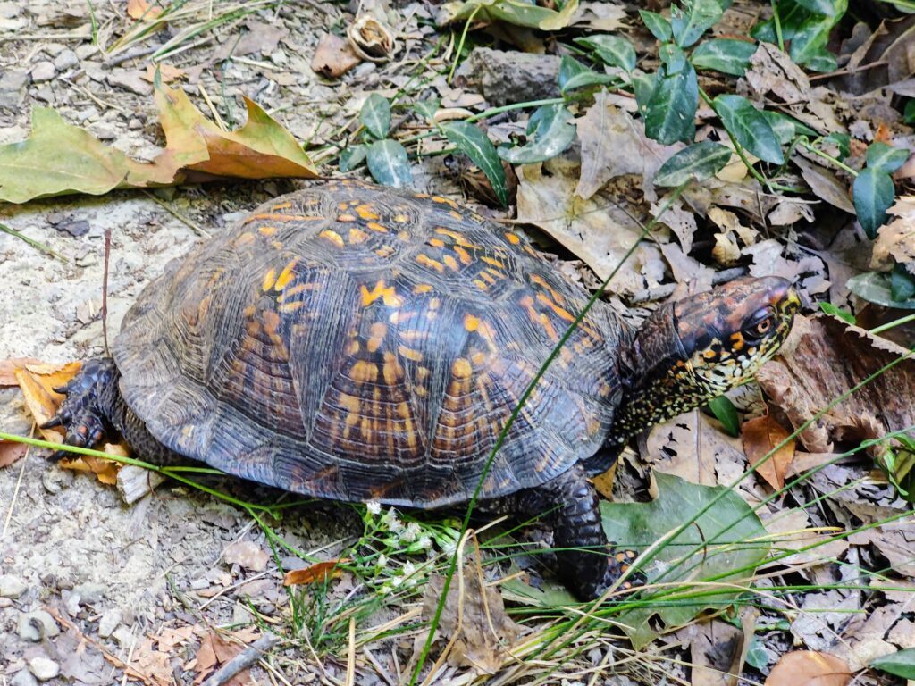 An adult eastern box turtle looking up amid grass, ivy, and leaf litter on the edge of a hiking trail.